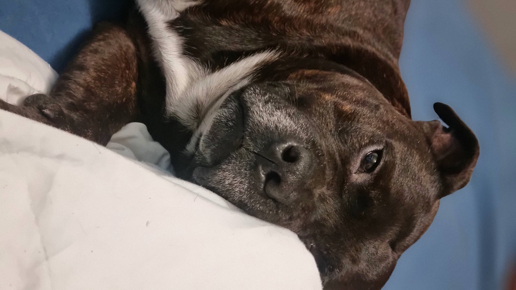 Bandit participe au concours pour gagner de l'argent avec cette photo : canidae, carnivore, collar, comfort, companion_dog, dog, dog_breed, dog_collar, ear, fawn, fur, guard_dog, liver, snout, sporting_group, tail, terrestrial_animal, whiskers, working_animal, wrinkle