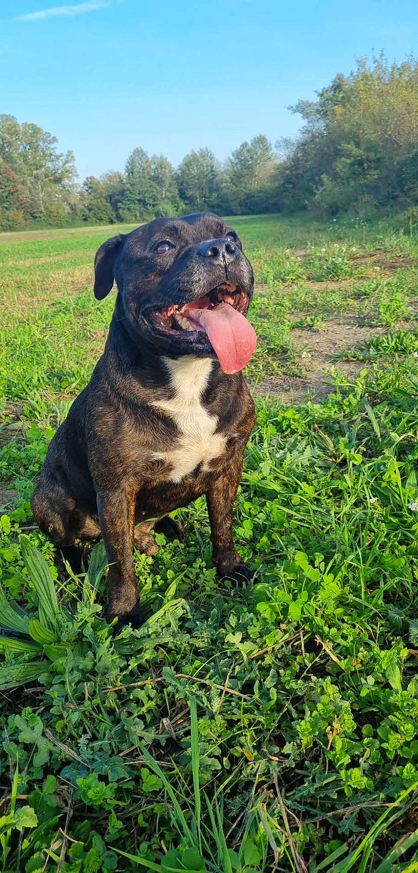 Bandit participe au concours pour gagner de l'argent avec cette photo : canidae, carnivore, companion_dog, dog, dog_breed, fawn, grass, grassland, groundcover, molosser, plant, prairie, rottweiler, sky, sporting_group, terrestrial_animal, tree, whiskers, working_animal, working_dog