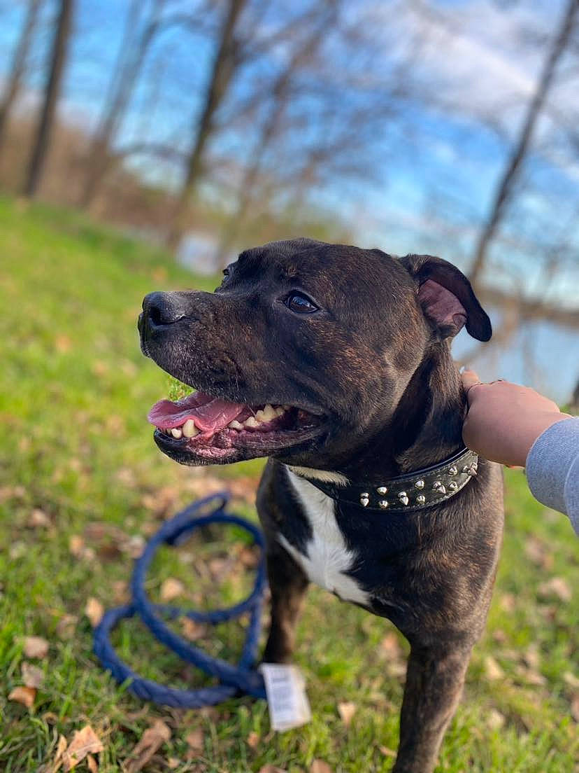 Bandit a rejoint le concours — aidez-le/la à gagner de superbes lots ! carnivore, collar, companion_dog, dog, dog_breed, dog_collar, fashion_accessory, fawn, grass, guard_dog, leash, molosser, pet_supply, plant, sky, snout, tree, whiskers, working_animal, working_dog