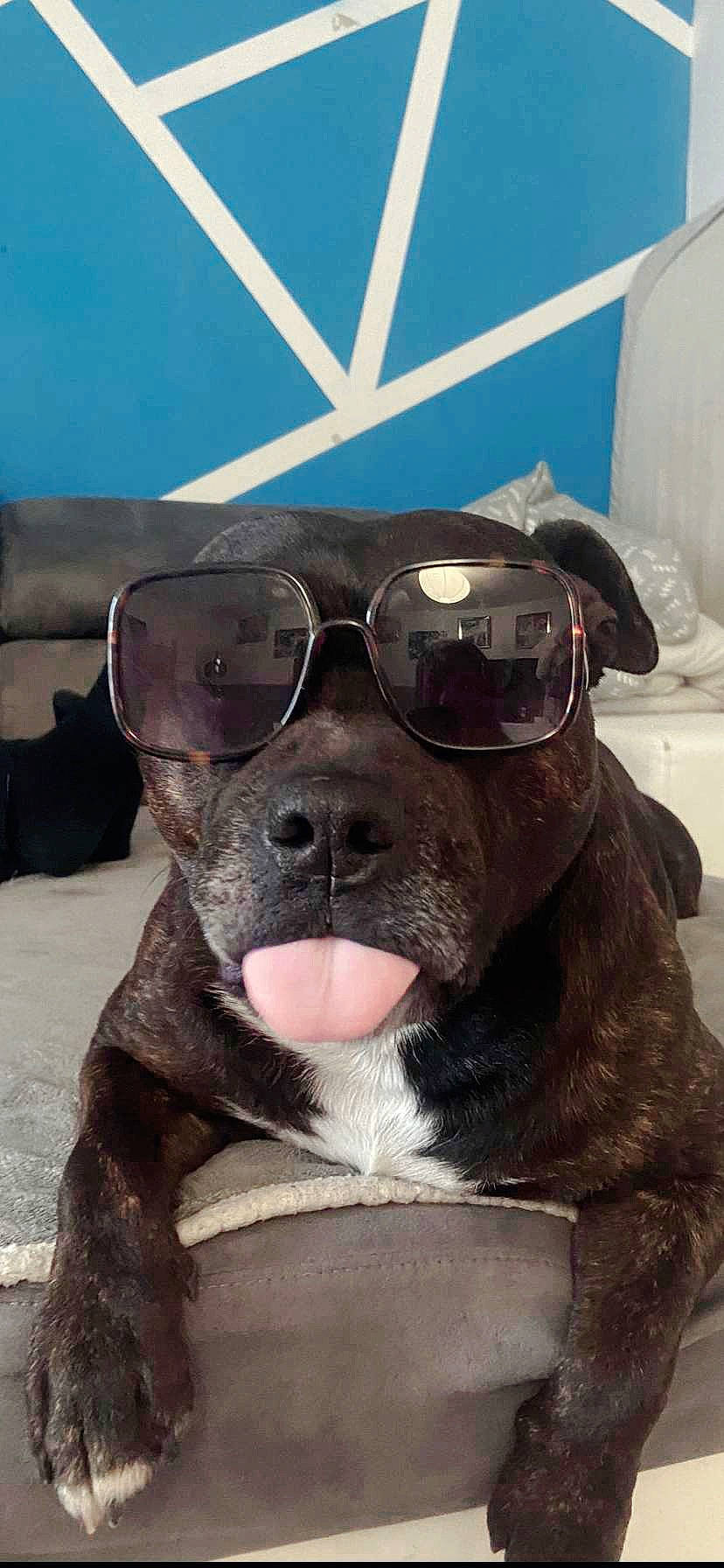 Bandit participe au concours pour gagner de l'argent avec cette photo : canidae, carnivore, collar, companion_dog, dog, dog_breed, dog_collar, eyewear, fawn, fur, goggles, jaw, liver, non_sporting_group, snout, sporting_group, sunglasses, terrestrial_animal, whiskers, working_animal