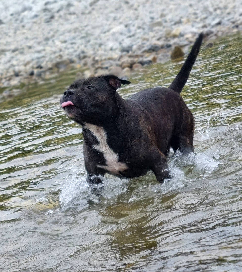 Bandit a rejoint le concours — aidez-le/la à gagner de superbes lots ! canidae, carnivore, collar, companion_dog, dog, dog_breed, dog_collar, guard_dog, lake, leash, liquid, plant, retriever, snout, sporting_group, tail, terrestrial_animal, water, working_animal, working_dog