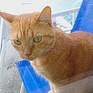 Molly is registered to the contest to win money with this photo: ginger_cat, cat, feline, pet, orange_fur, green_eyes, whiskers, paws, close_up, window, glass, reflection, outdoor, patio, blue_chair, table, car, porch, curious_expression, domestic_cat