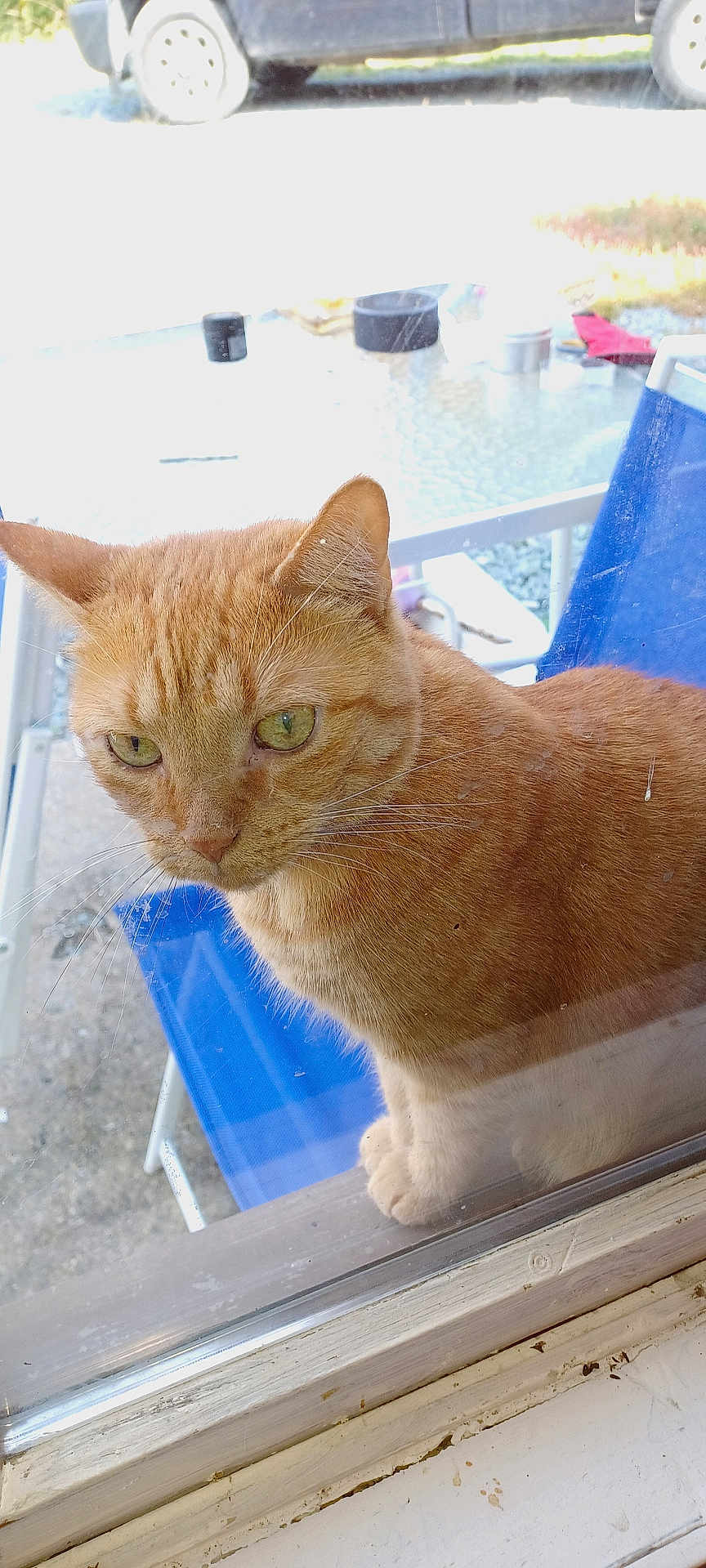 Molly is registered to the contest to win money with this photo: ginger_cat, cat, feline, pet, orange_fur, green_eyes, whiskers, paws, close_up, window, glass, reflection, outdoor, patio, blue_chair, table, car, porch, curious_expression, domestic_cat