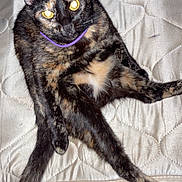 Kat is registered to the contest to win money with this photo: animal, bedroom, cat, collar, cute, domestic, feline, fur, indoor, legs_spread, looking_at_camera, mattress, pet, purple_collar, relaxed, resting, sitting, tortoiseshell, whiskers, yellow_eyes
