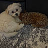 Mocha joined the competition — help win amazing prizes! puppy, dog, fluffy, curled_up, brown_dog, cream_dog, carpet, indoor, couch, resting, cute, pet, sleeping, fur, animal, companion, cozy, small_dog, curly_fur, adorable
