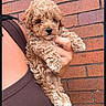 Mocha is registered to the contest to win money with this photo: puppy, dog, curly_fur, brown_fur, pet, cute, animal, brick_wall, person, hand, holding, tank_top, outdoor, portrait, small_dog, fur, close_up, young_dog, friendly, adorable