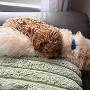 Mocha joined the competition — help win amazing prizes! puppy, dog, curly_fur, cute, sleeping, cuddle, blanket, cozy, indoor, pet, animal, fur, collar, resting, companion, soft, relaxation, home, comfort, adorable
