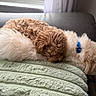 puppy, dog, curly_fur, cute, sleeping, cuddle, blanket, cozy, indoor, pet, animal, fur, collar, resting, companion, soft, relaxation, home, comfort, adorable