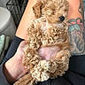 puppy, dog, sleeping, curly_fur, tattoo, legs, hand, cozy, indoor, resting, cute, pet, small_dog, curled_up, nap, furry, relaxed, human, skin, casual