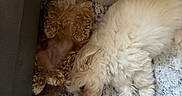 Mocha is registered to the contest to win money with this photo: dog, sleeping, fluffy, carpet, couch, pillow, indoor, pet, relaxed, cozy, fur, animal, companion, resting, cute, two_dogs, domestic, home, curled_up, nap