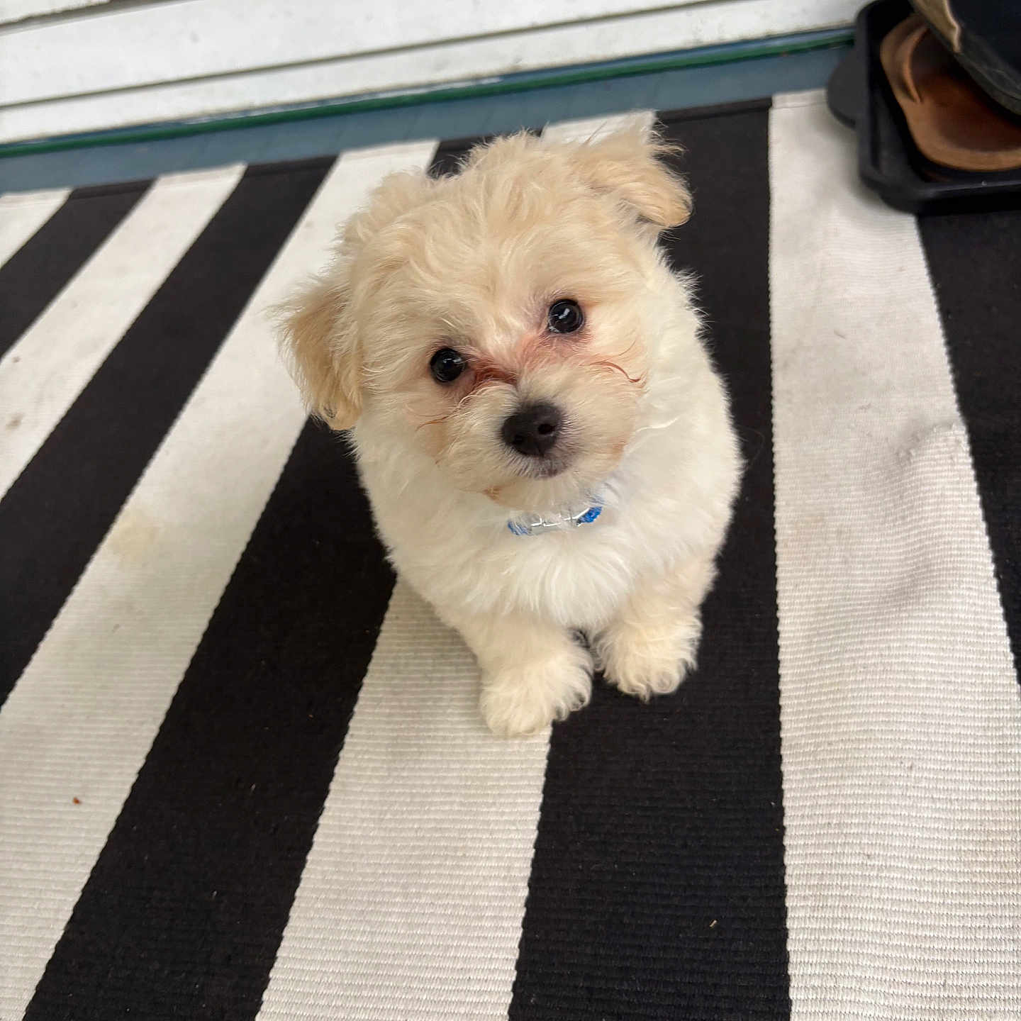 Koda