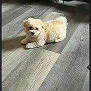 Koda is registered to the contest to win money with this photo: puppy, dog, small_dog, fluffy, white, cream_colored, lying_down, indoor, wooden_floor, sunlight, shadow, pet, animal, cute, portrait, fur, tail, ears, home, smartphone_screenshot
