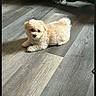 animal, cream_colored, cute, dog, ears, fluffy, fur, home, indoor, lying_down, pet, portrait, puppy, shadow, small_dog, smartphone_screenshot, sunlight, tail, white, wooden_floor