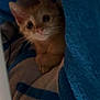 kitten, cat, orange_cat, pet, animal, cozy, blanket, blue, white, cute, fur, whiskers, small, indoor, soft_texture, resting, looking, young, domestic, feline