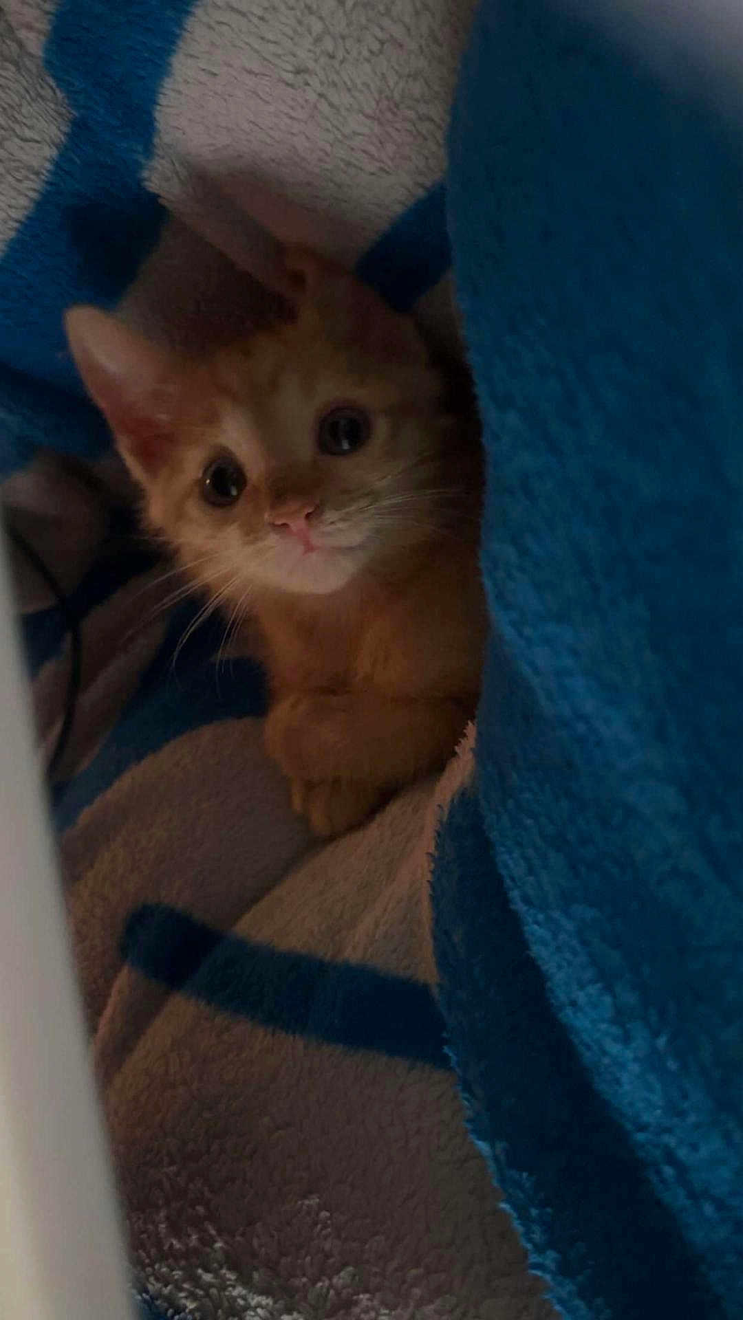 Cheesecake is registered to the contest to win money with this photo: kitten, cat, orange_cat, pet, animal, cozy, blanket, blue, white, cute, fur, whiskers, small, indoor, soft_texture, resting, looking, young, domestic, feline