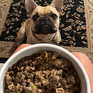 Celine is registered to the contest to win money with this photo: alert, animal, bowl, brown, carpet, closeup, companion, cute, dog, ears, face, food, french_bulldog, fur, indoor, knees, looking_up, patterned_rug, pet, waiting