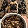 alert, animal, bowl, brown, carpet, closeup, companion, cute, dog, ears, face, food, french_bulldog, fur, indoor, knees, looking_up, patterned_rug, pet, waiting