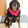 rottweiler, dog, bandana, pet, indoor, floor, mat, tile_floor, canine, animal, sitting, portrait, looking, black_and_tan, domestic_animal, companion, paw, fur, noble, calm