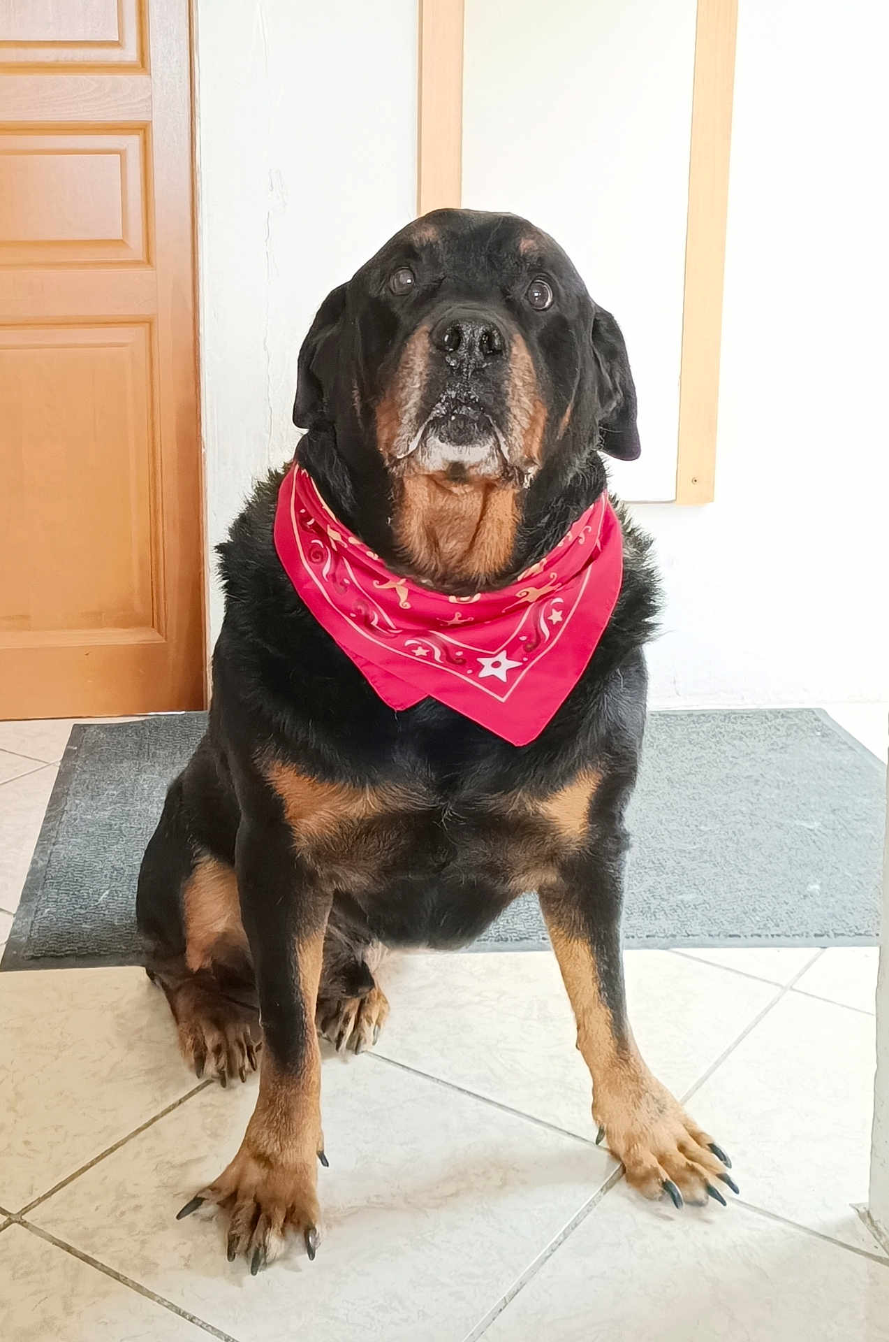 Valerie Le-Jan participe au concours pour gagner de l'argent avec cette photo : rottweiler, dog, bandana, pet, indoor, floor, mat, tile_floor, canine, animal, sitting, portrait, looking, black_and_tan, domestic_animal, companion, paw, fur, noble, calm