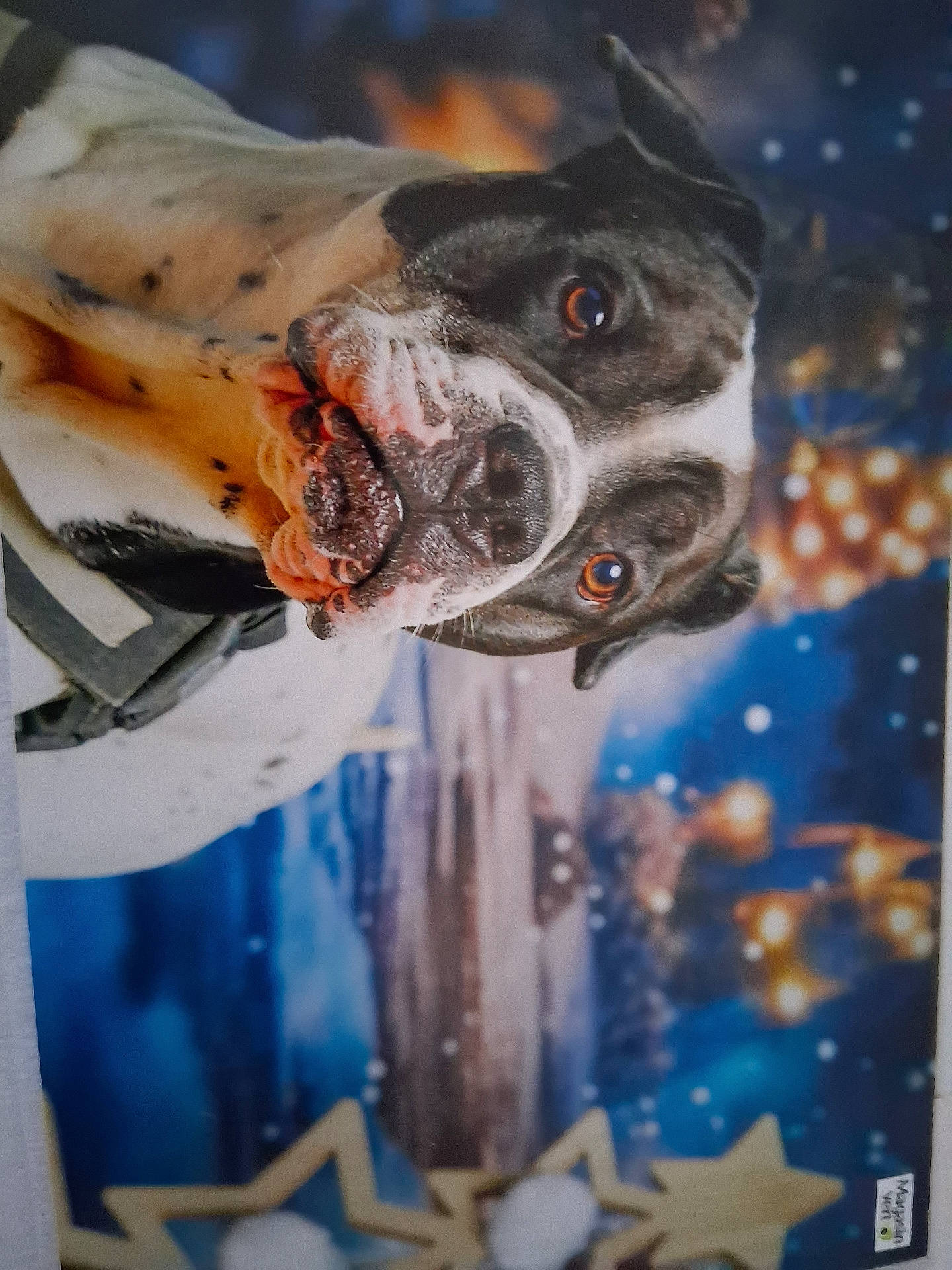 Oréo participe au concours pour gagner de l'argent avec cette photo : advertisement, animal, art, bostonbull, boxer, bulldog, canine, doctor, dog, envelope, frenchbulldog, greetingcard, mail, painting, person, pet, pig, pitbull, poster, snout