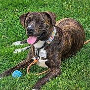Asher is registered to the contest to win money with this photo: animal, blue_ball, brindle, canine, closeup, collar, dog, friendly, grass, happy, laying_down, leash, nature, outdoor, paw, pet, playful, summer, tag, tongue_out