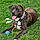 Asher