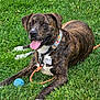 animal, blue_ball, brindle, canine, closeup, collar, dog, friendly, grass, happy, laying_down, leash, nature, outdoor, paw, pet, playful, summer, tag, tongue_out