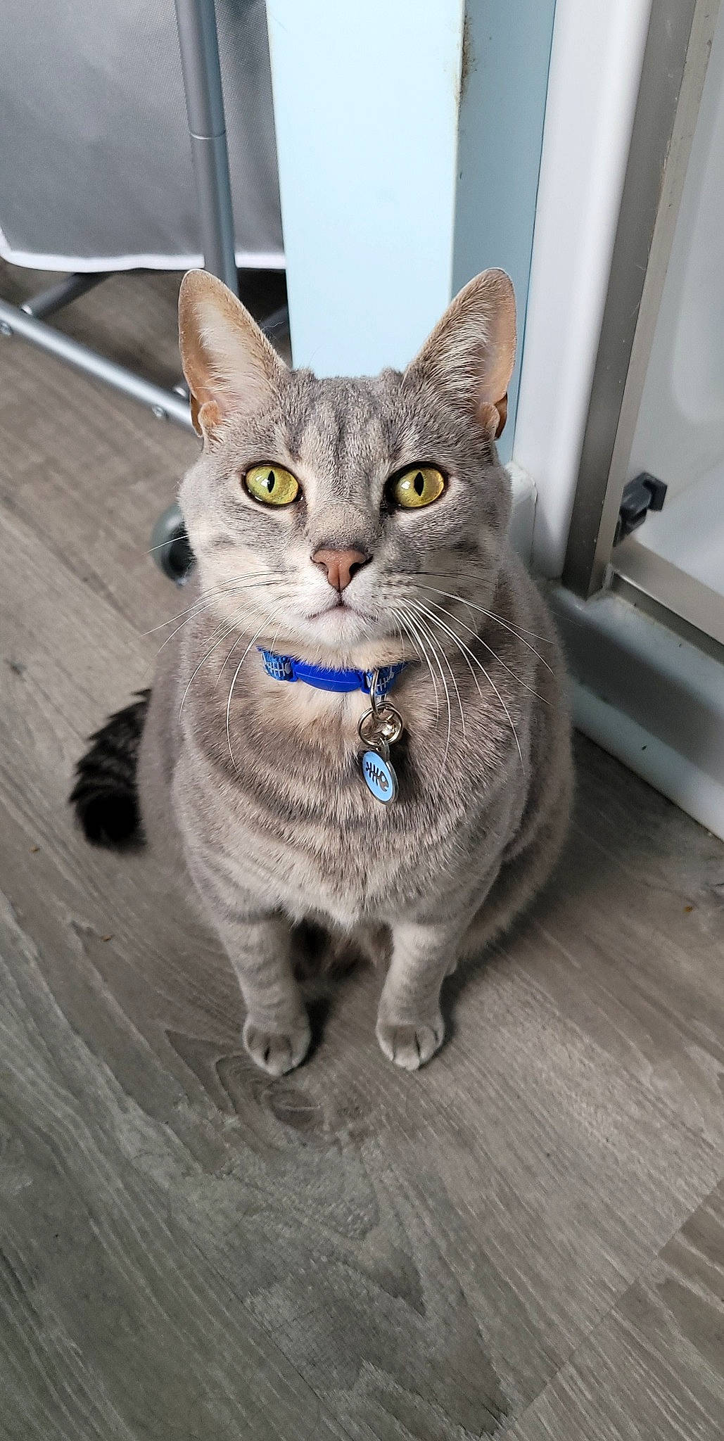 Tweeter is registered to the contest to win money with this photo: carnivore, cat, domestic_short_haired_cat, door, eye, felidae, flooring, fur, grey, hardwood, head, paw, sitting, small_to_medium_sized_cats, snout, tail, terrestrial_animal, whiskers, window, wood