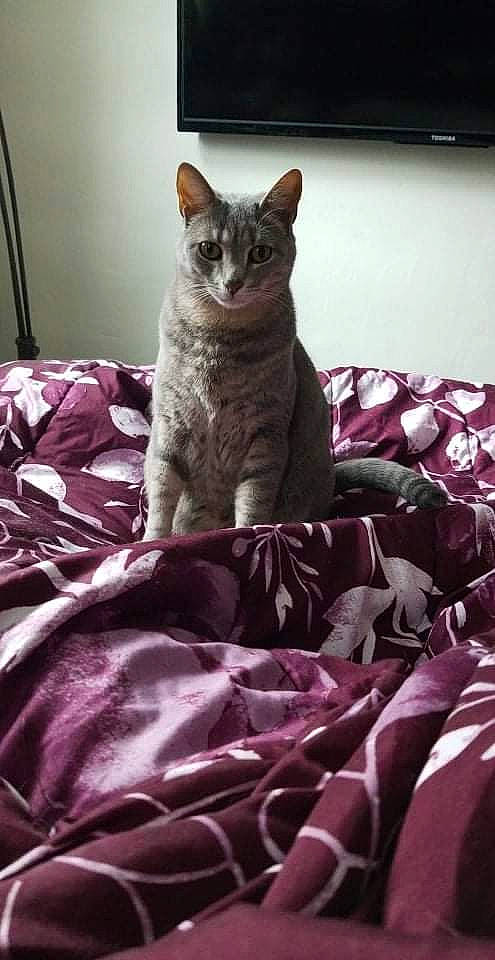 Tweeter joined the competition — help win amazing prizes! bed, bedding, carnivore, cat, comfort, couch, domestic_short_haired_cat, felidae, fur, grey, linens, magenta, pattern, purple, sitting, small_to_medium_sized_cats, snout, tail, textile, whiskers