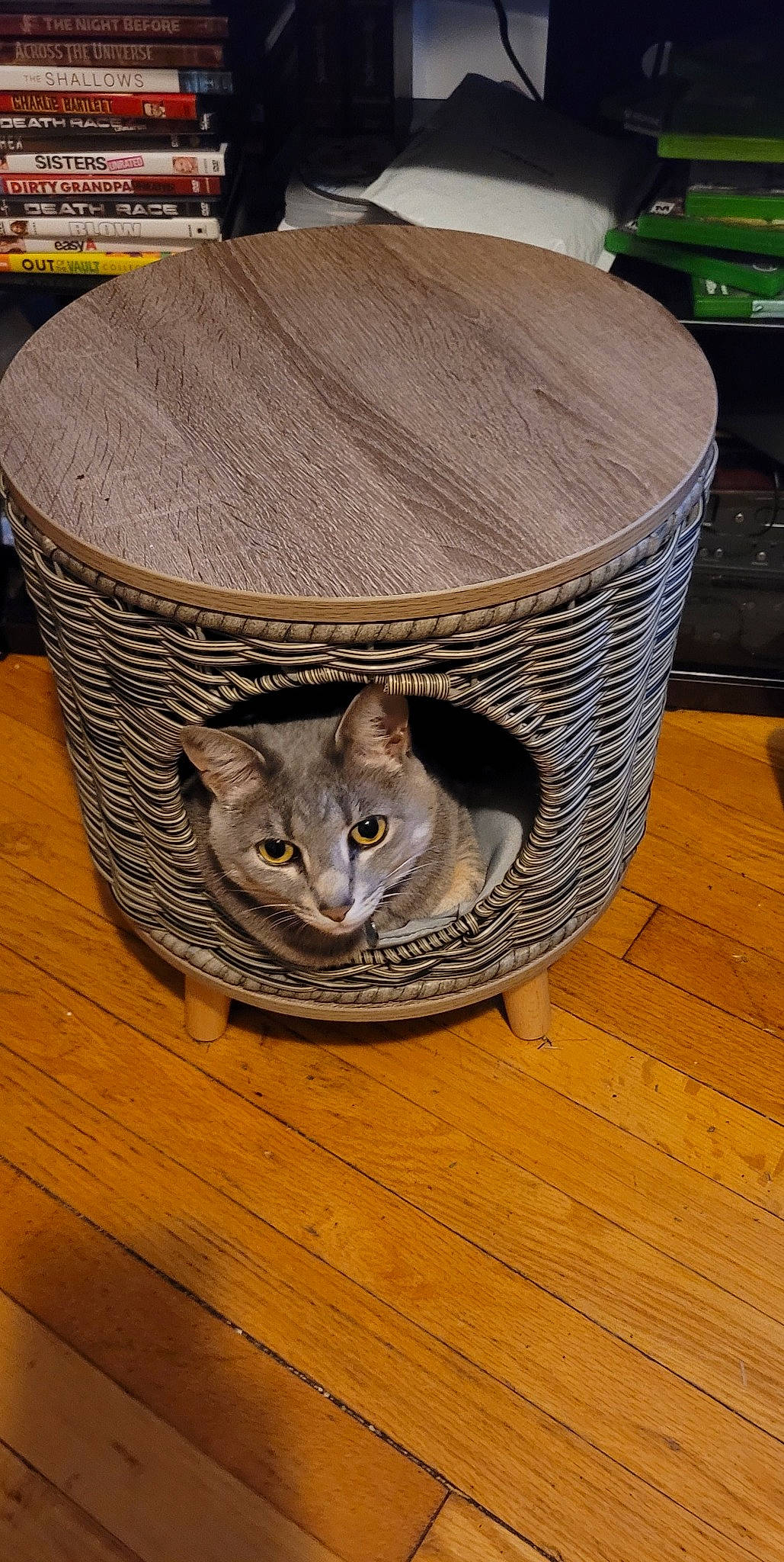 Tweeter is registered to the contest to win money with this photo: basket, carnivore, cat, cat_supply, computer_keyboard, costume_hat, domestic_short_haired_cat, fashion_accessory, fawn, felidae, fur, grey, hardwood, hat, peripheral, serveware, small_to_medium_sized_cats, whiskers, wicker, wood