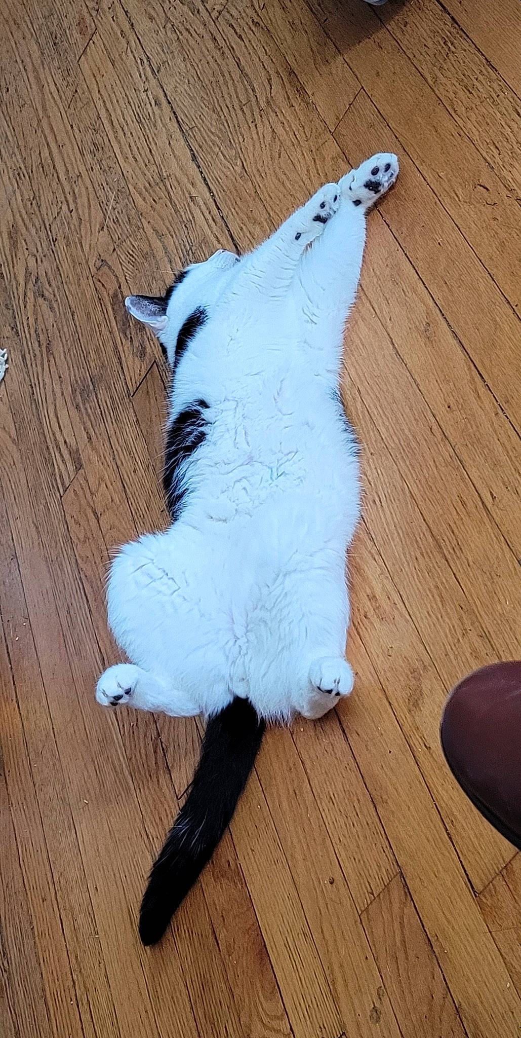 Charles joined the competition — help win amazing prizes! carnivore, cat, companion_dog, door, fawn, felidae, floor, flooring, hardwood, laminate_flooring, plank, small_to_medium_sized_cats, snout, tail, toy, varnish, whiskers, window, wood, wood_stain