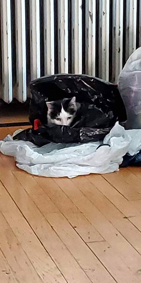 Charles is registered to the contest to win money with this photo: canidae, carnivore, cat, comfort, domestic_short_haired_cat, felidae, flooring, fur, hardwood, laminate_flooring, nap, plastic_bag, room, sitting, small_to_medium_sized_cats, sporting_group, tail, whiskers, wood, wood_flooring