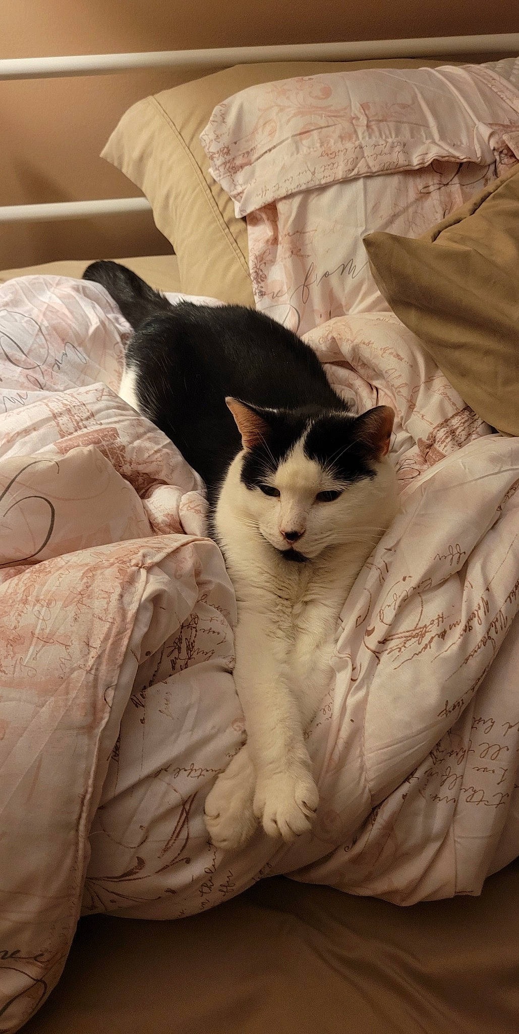 Charles joined the competition — help win amazing prizes! bedding, carnivore, cat, comfort, domestic_short_haired_cat, felidae, fur, grey, linens, nap, paw, small_to_medium_sized_cats, snout, tail, whiskers