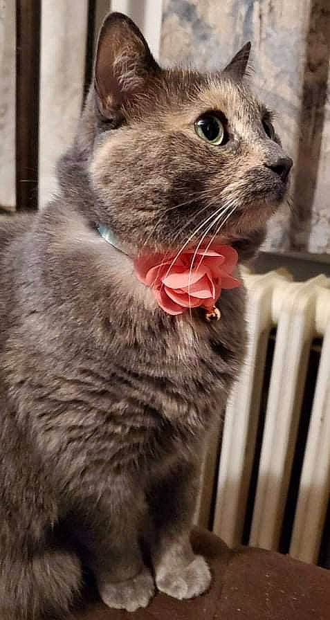 Molly is registered to the contest to win money with this photo: black_cat, carnivore, cat, claw, close_up, collar, domestic_short_haired_cat, ear, felidae, fur, grey, mammal, paw, pet_supply, small_to_medium_sized_cats, snout, terrestrial_animal, vertebrate, whiskers, window