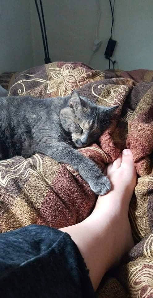 Molly is registered to the contest to win money with this photo: bed, bed_sheet, bedding, carnivore, cat, claw, comfort, couch, domestic_short_haired_cat, felidae, fur, grey, human_leg, linens, nap, paw, room, small_to_medium_sized_cats, tail, whiskers