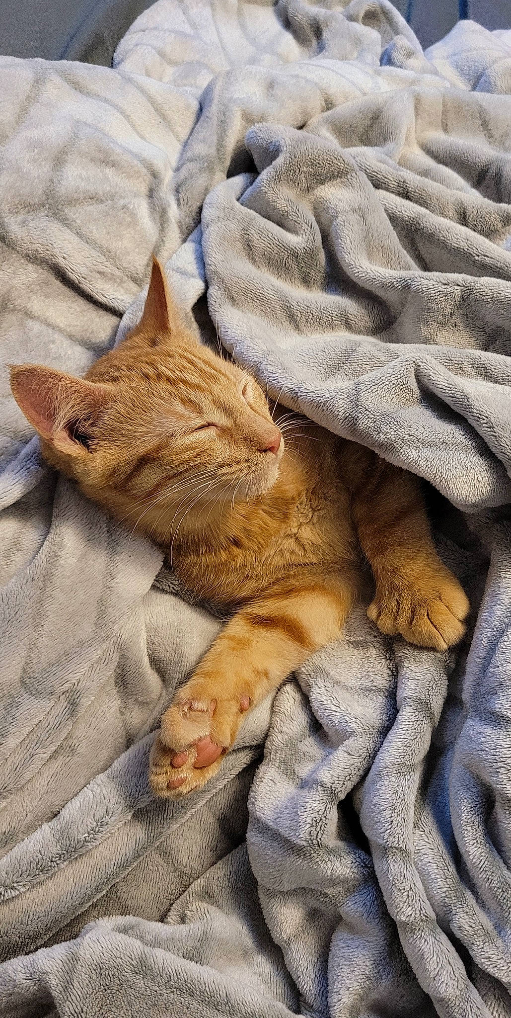 Ember joined the competition — help win amazing prizes! carnivore, cat, claw, comfort, domestic_short_haired_cat, fawn, felidae, fur, gesture, human_leg, linens, pattern, paw, small_to_medium_sized_cats, tail, terrestrial_animal, textile, whiskers, wood, wrinkle