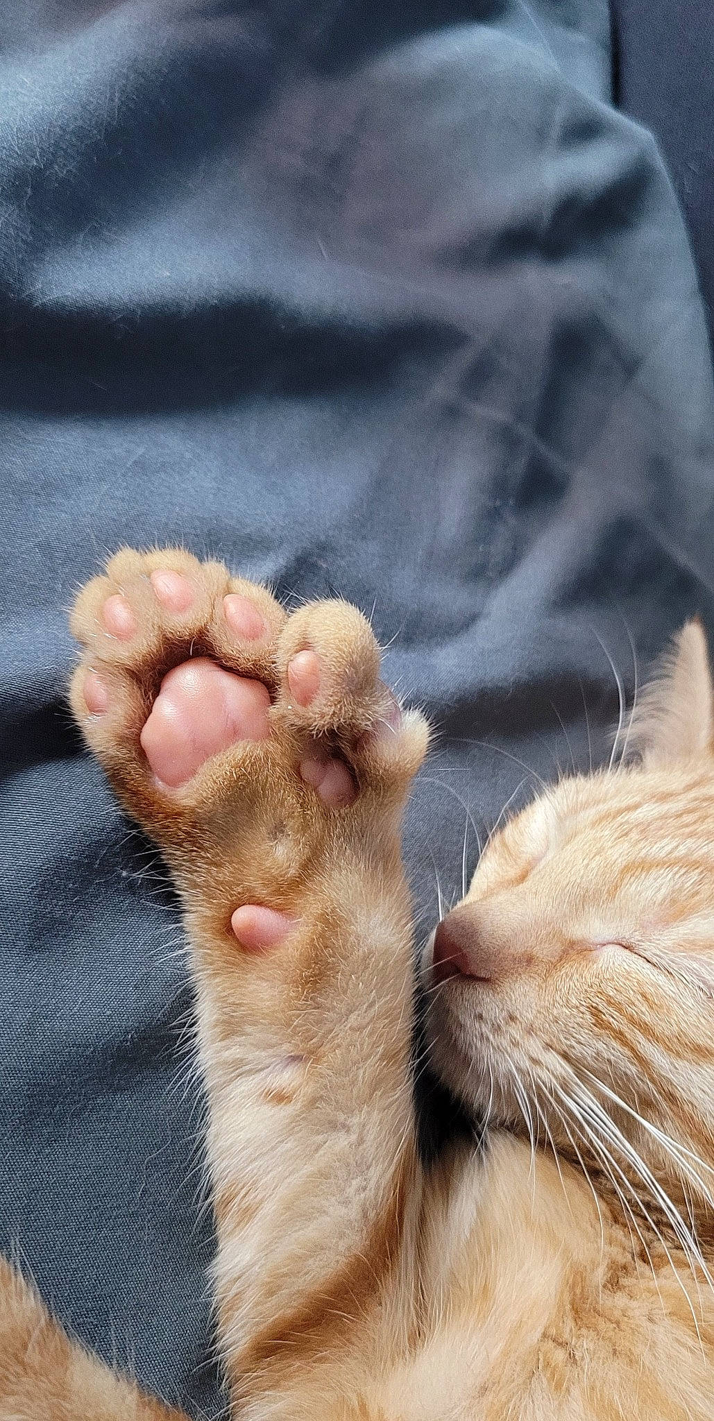 Ember joined the competition — help win amazing prizes! barefoot, carnivore, cat, claw, comfort, domestic_short_haired_cat, fawn, felidae, foot, fur, gesture, human_leg, leg, nail, paw, small_to_medium_sized_cats, snout, tail, vertebrate, whiskers