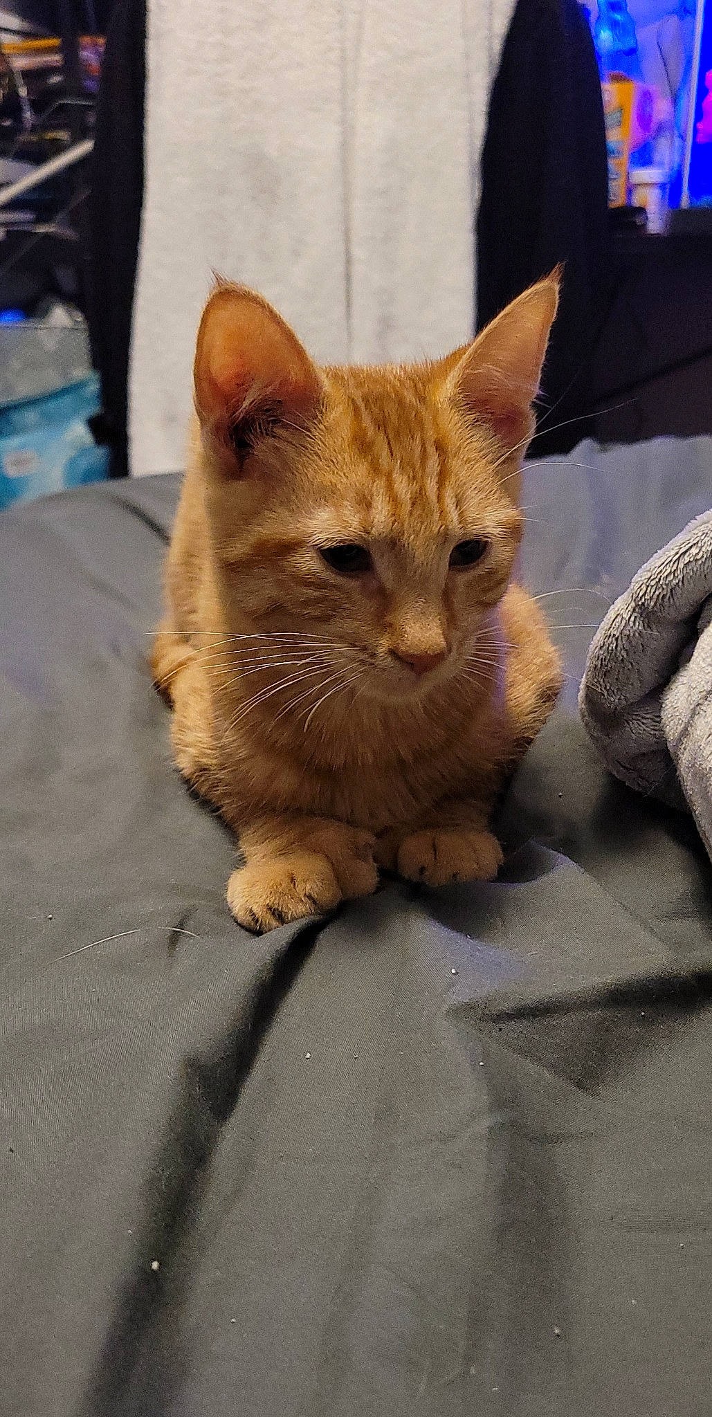 Ember joined the competition — help win amazing prizes! carnivore, cat, claw, comfort, couch, domestic_short_haired_cat, fawn, felidae, fur, paw, sitting, small_to_medium_sized_cats, snout, tail, television, terrestrial_animal, whiskers, wildlife, window