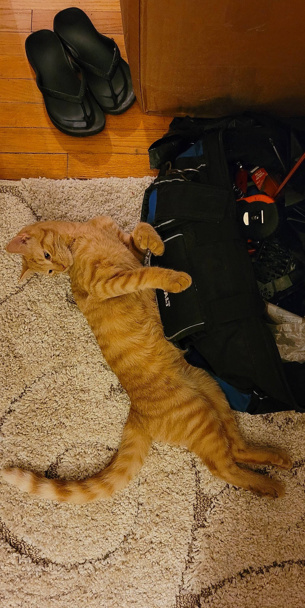 Ember is registered to the contest to win money with this photo: big_cats, boot, carnivore, chair, companion_dog, dog_breed, fawn, felidae, flooring, foot, fur, hardwood, human_leg, shoe, small_to_medium_sized_cats, soil, tail, terrestrial_animal, whiskers, wood