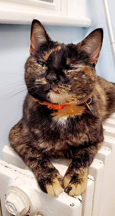 Reese'S Pieces joined the competition — help win amazing prizes! carnivore, cat, claw, collar, domestic_short_haired_cat, fawn, felidae, foot, fur, paw, pet_supply, sitting, small_to_medium_sized_cats, snout, tail, terrestrial_animal, whiskers