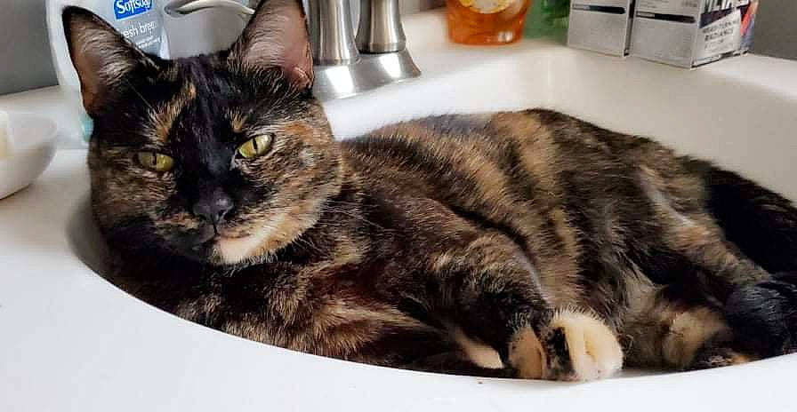 Reese'S Pieces joined the competition — help win amazing prizes! carnivore, cat, claw, comfort, domestic_short_haired_cat, felidae, flowerpot, fur, houseplant, nap, paw, plumbing_fixture, small_to_medium_sized_cats, snout, soap_dispenser, tail, terrestrial_animal, whiskers