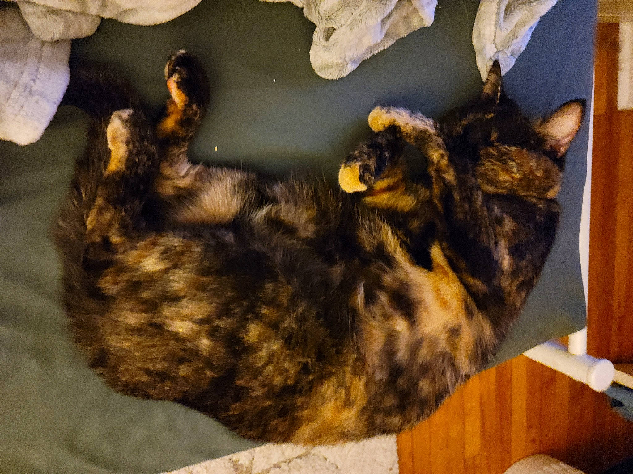 Reese'S Pieces joined the competition — help win amazing prizes! black_cat, canidae, carnivore, cat, claw, comfort, dog_breed, domestic_short_haired_cat, felidae, fur, paw, small_to_medium_sized_cats, tail, tree, whiskers, wood