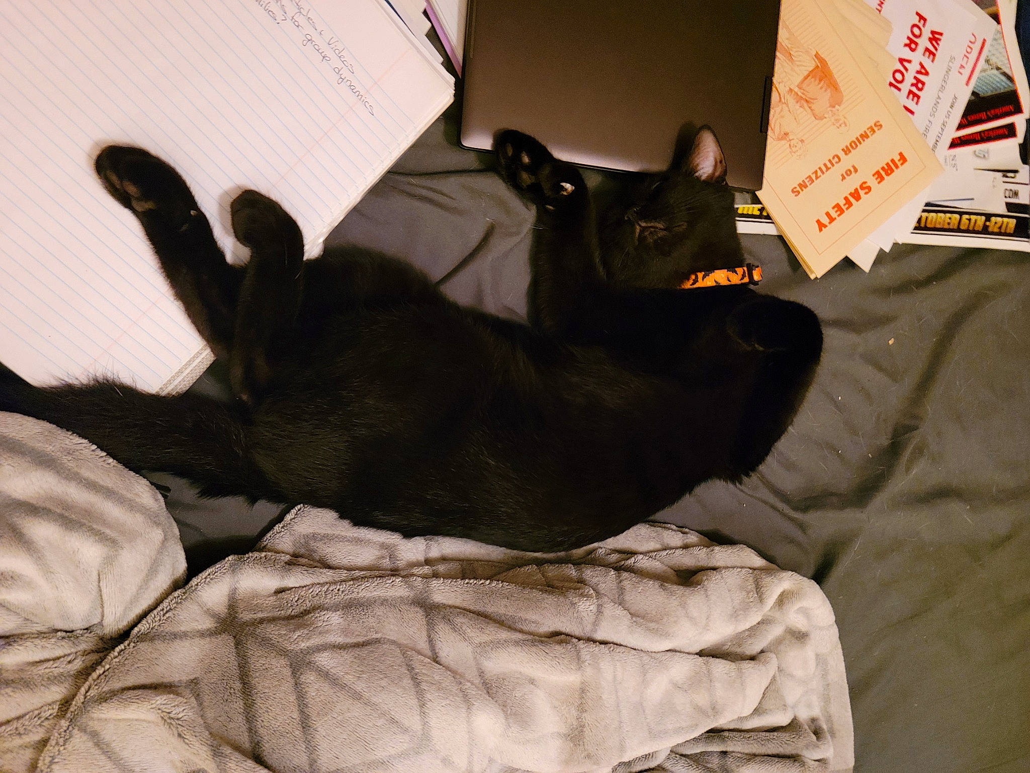 Ash joined the competition — help win amazing prizes! black_cat, canidae, carmine, carnivore, comfort, companion_dog, dog_breed, domestic_short_haired_cat, felidae, foot, fur, gesture, grey, human_leg, linens, room, small_to_medium_sized_cats, sporting_group, tail, whiskers