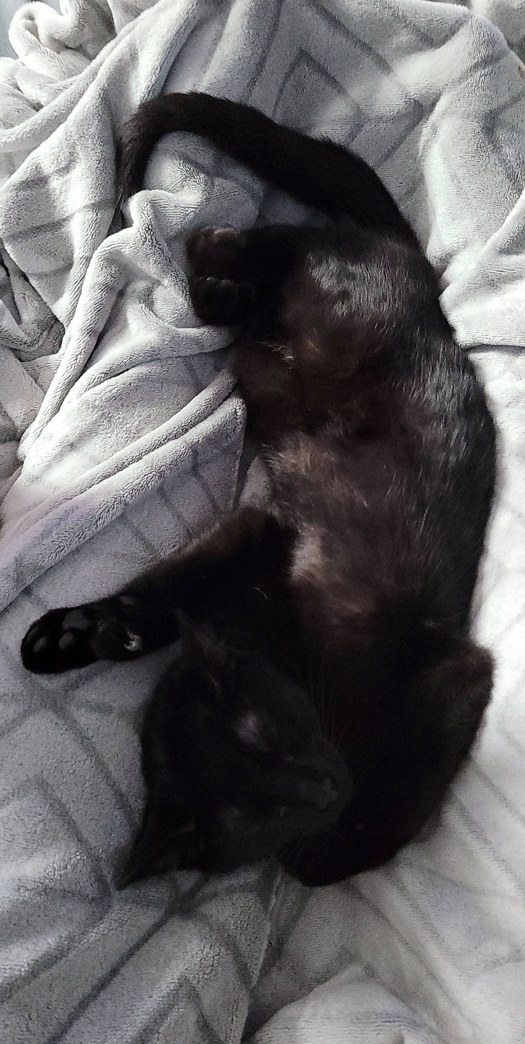 Ash joined the competition — help win amazing prizes! black_cat, canidae, carnivore, cat, claw, comfort, companion_dog, dog_breed, felidae, fur, grey, linens, nap, paw, small_to_medium_sized_cats, snout, sporting_group, tail, tints_and_shades, whiskers