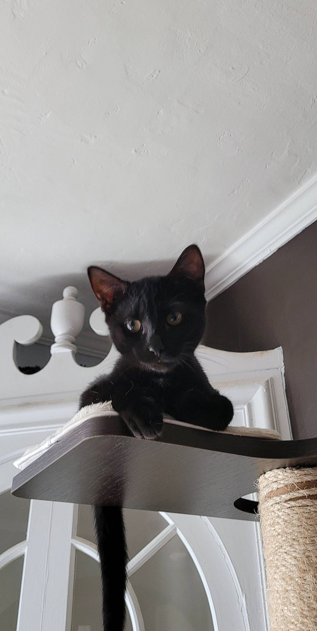 Ash is registered to the contest to win money with this photo: black_cat, carnivore, cat, comfort, domestic_short_haired_cat, door, felidae, fur, grey, monochrome_photography, paper_product, room, sitting, small_to_medium_sized_cats, snout, stairs, tail, whiskers, window, wood