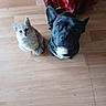 dog, cat, floor, wooden_floor, pet, indoor, looking_up, black_dog, scruffy_cat, red_jacket, shoe, animal, domestic_animal, curious, pair, companions, flooring, fur, ears, whiskers