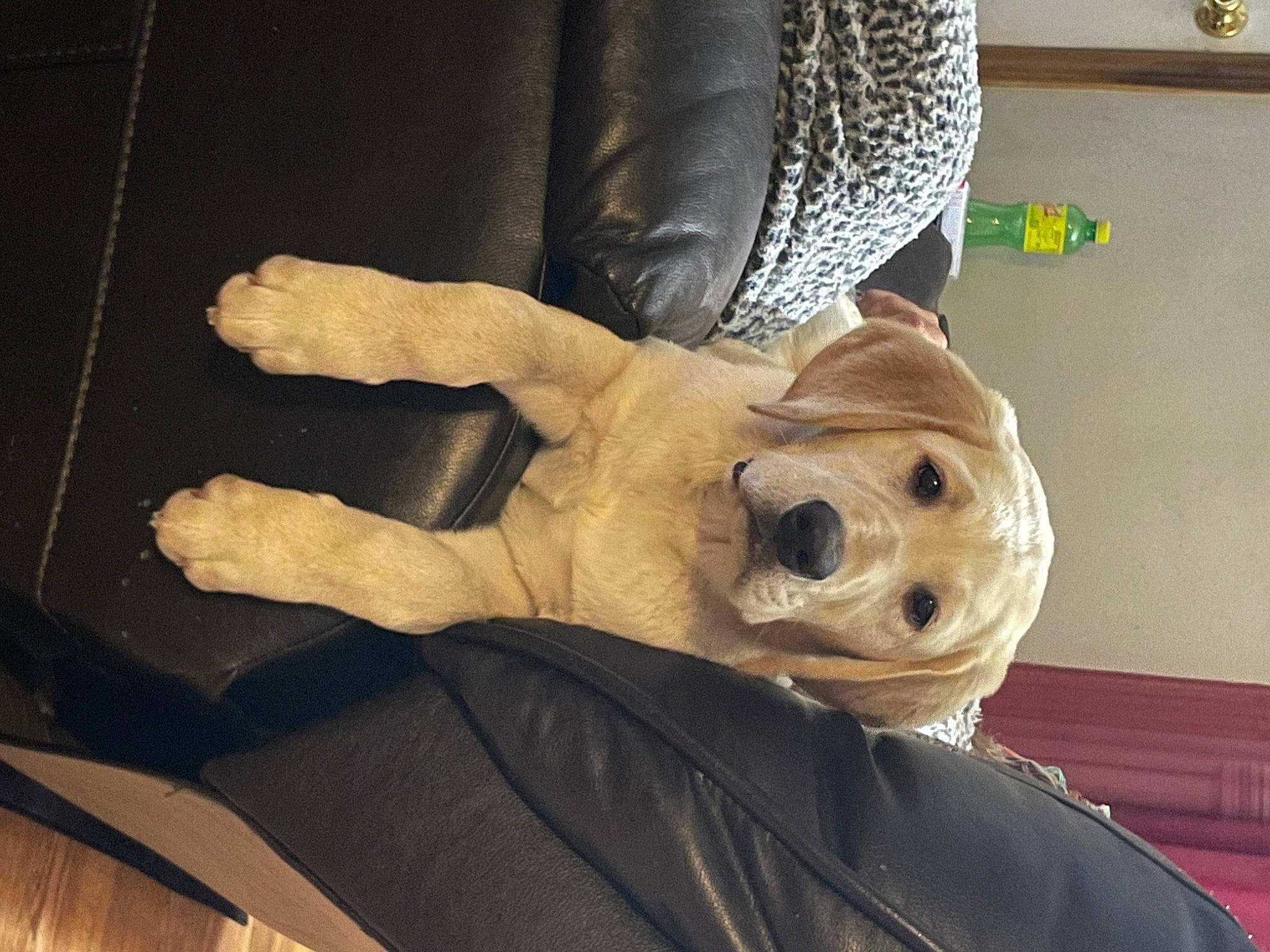 Pete joined the competition — help win amazing prizes! art, artifact, auto_part, carving, comfort, companion_dog, foot, fur, glove, human_body, human_leg, knee, nail, personal_protective_equipment, sculpture, snout, statue, wood, wrist