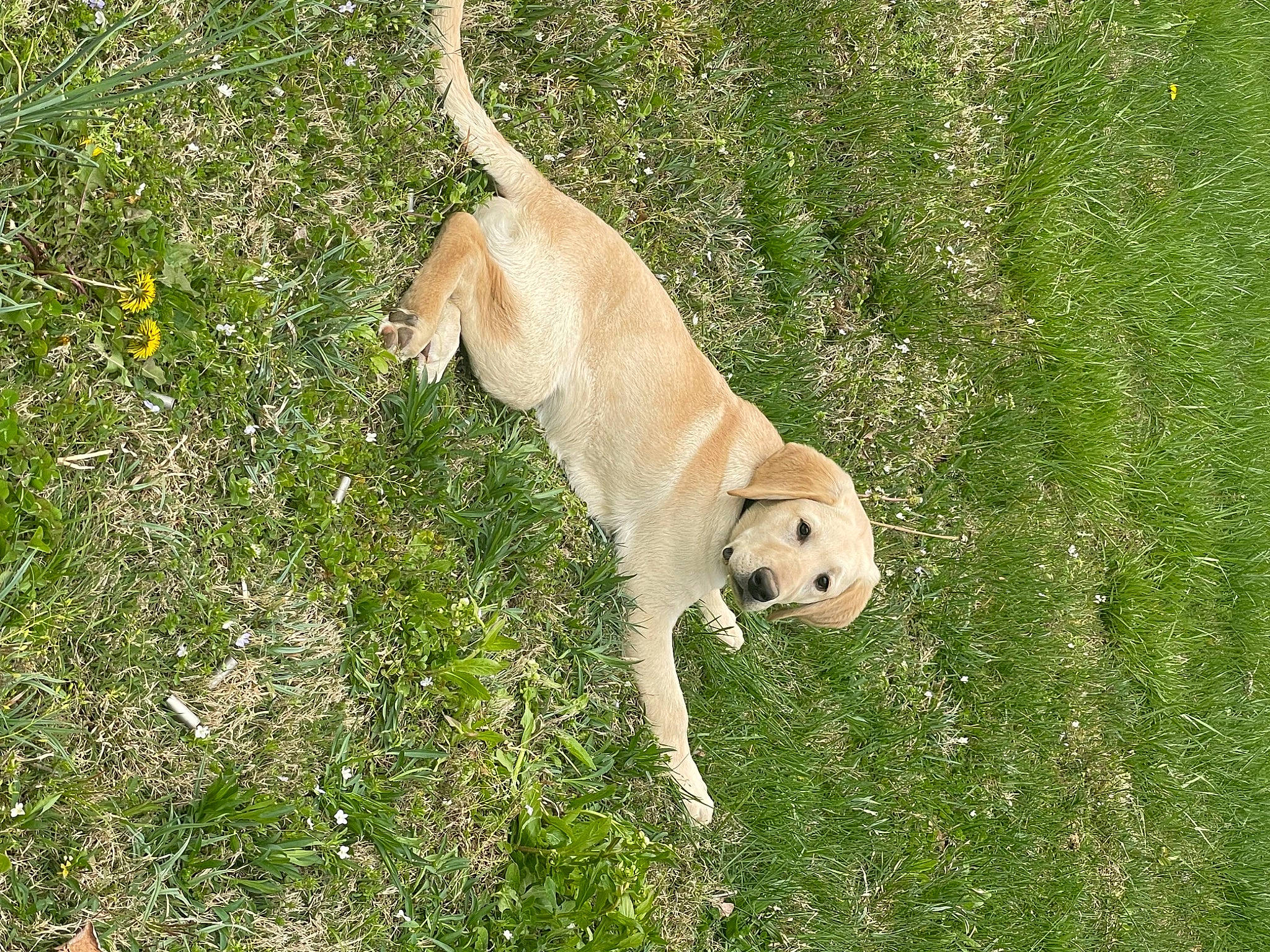 Pete joined the competition — help win amazing prizes! ball, carnivore, companion_dog, dog, dog_breed, fawn, football, grass, grassland, labrador_retriever, pasture, plant, retriever, snout, sporting_group, stuffed_toy, tail, terrestrial_animal, toy, working_animal