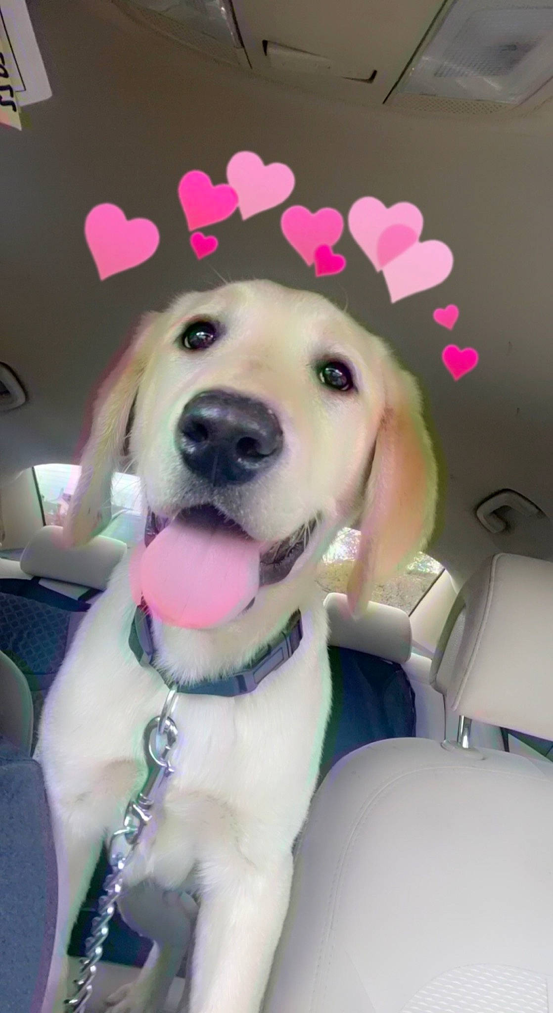 Pete joined the competition — help win amazing prizes! canidae, carnivore, collar, companion_dog, dog, dog_breed, dog_collar, fawn, fur, happy, hat, leash, pink, retriever, selfie, smile, snout, sporting_group, whiskers, working_animal