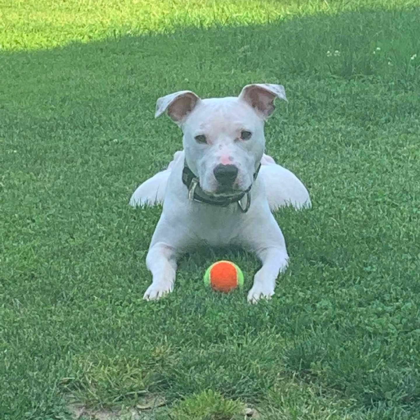 Chance Mathew joined the competition — help win amazing prizes! animal, collar, cute, daytime, dog, ears, front_legs, grass, green, ground, lying_down, nature, outdoor, pet, playing, snout, summer, tennis_ball, waiting, white_dog